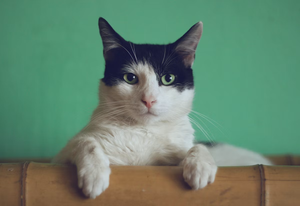 Demystifying Cat Hydration: Why Standing Water Hurts Feline Kidneys.