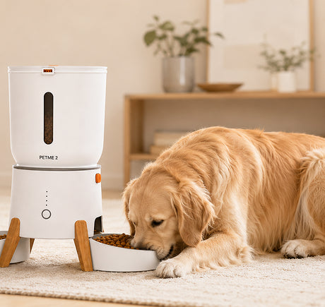 Pet feeder with dog