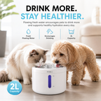 PETME2 2L cat water fountain with low-water red light alert